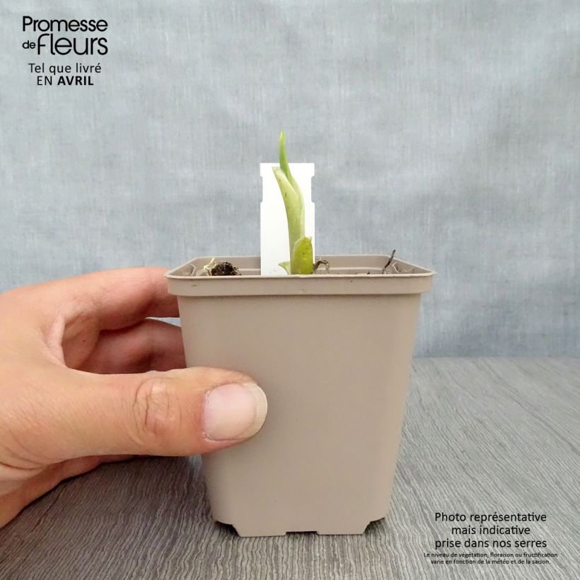 Hosta Fragrant Bouquet Godet de 9cm esemplare consegnato in primavera