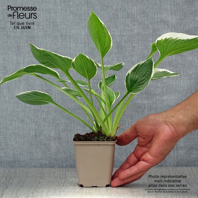 Esemplare di Hosta fortunei Francee Vasetto da 8/9 cm consegnato in estate