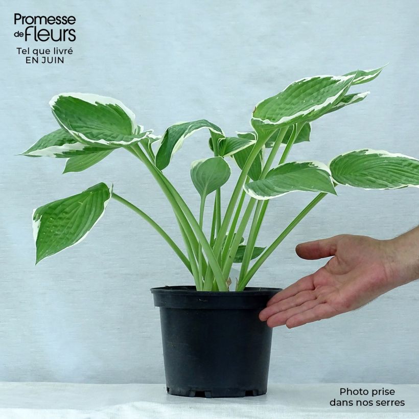Esemplare di Hosta fortunei Francee Vaso da 2L/3L consegnato in estate