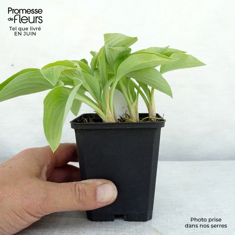 Esemplare di Hosta Gold Edger Vasetto da 8/9 cm consegnato in estate