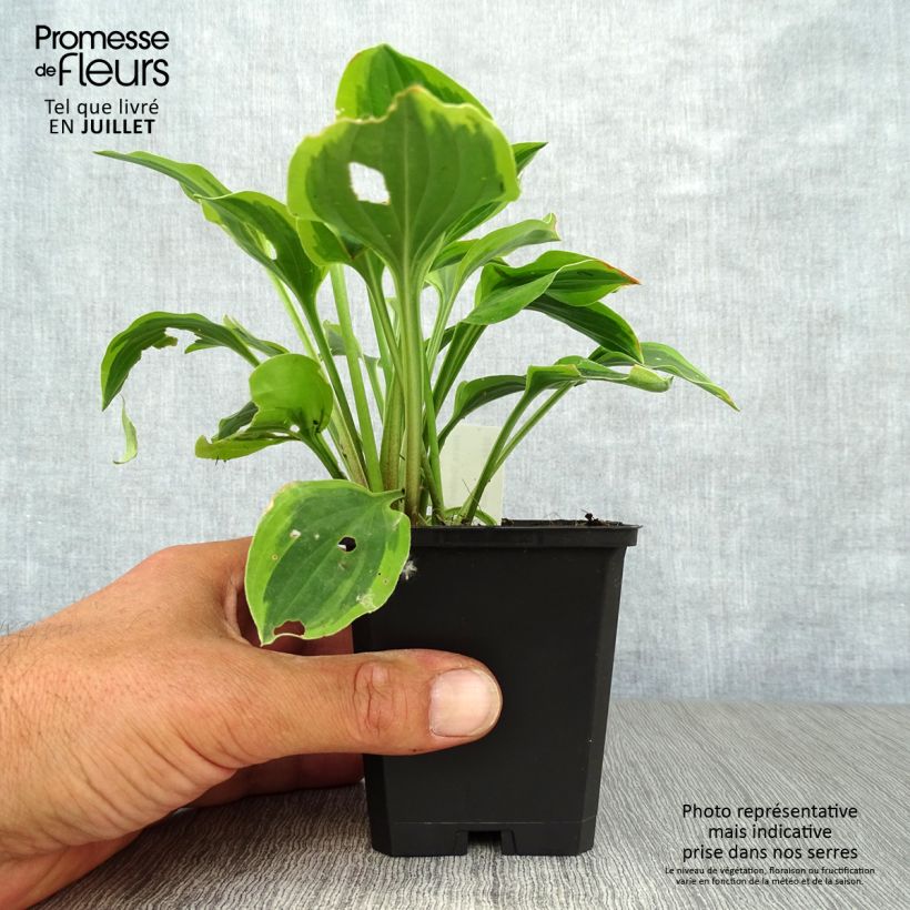Esemplare di Hosta Golden Tiara Vasetto da 8/9 cm consegnato in estate