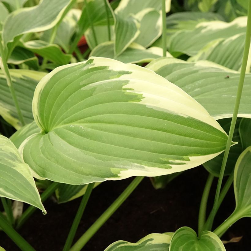 Hosta Great Expectations (Fogliame)