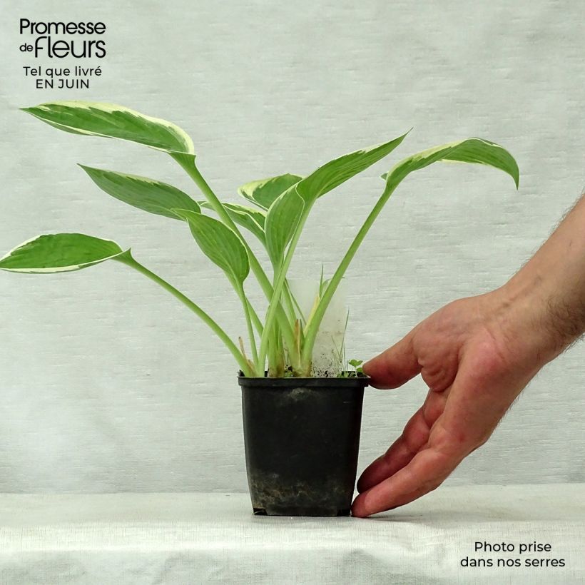 Esemplare di Hosta Green Gold Vasetto da 8/9 cm consegnato in estate