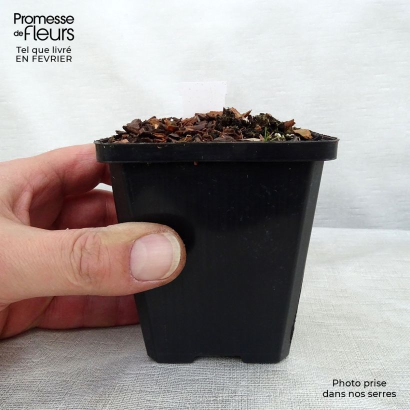 Hosta Ground Master Vasetto da 8/9 cm esemplare consegnato in inverno