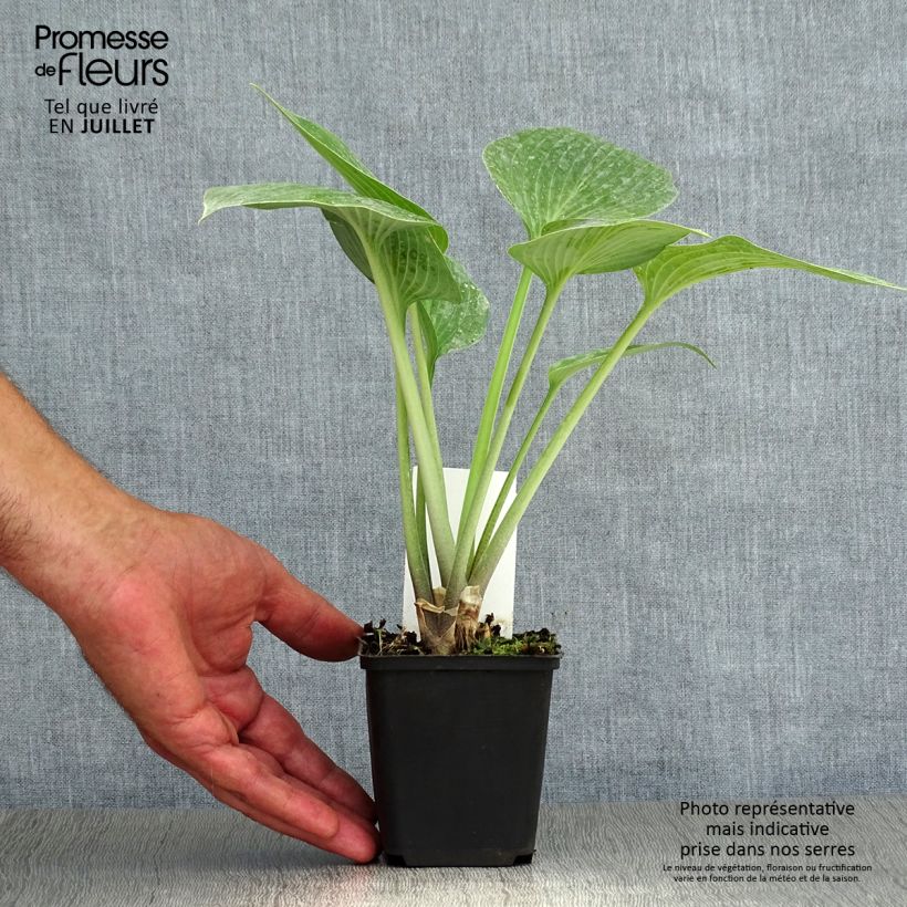 Esemplare di Hosta tardiana Halcyon Vasetto da 8/9 cm consegnato in estate