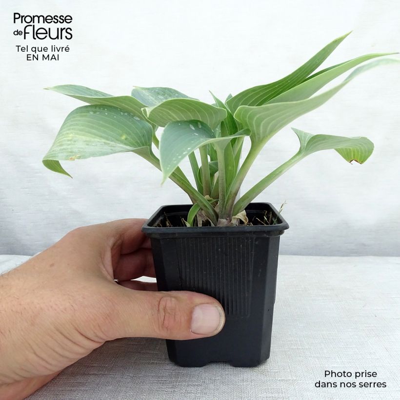Hosta tardiana Halcyon - Hosta bleu Godet de 8/9 cm esemplare consegnato in primavera