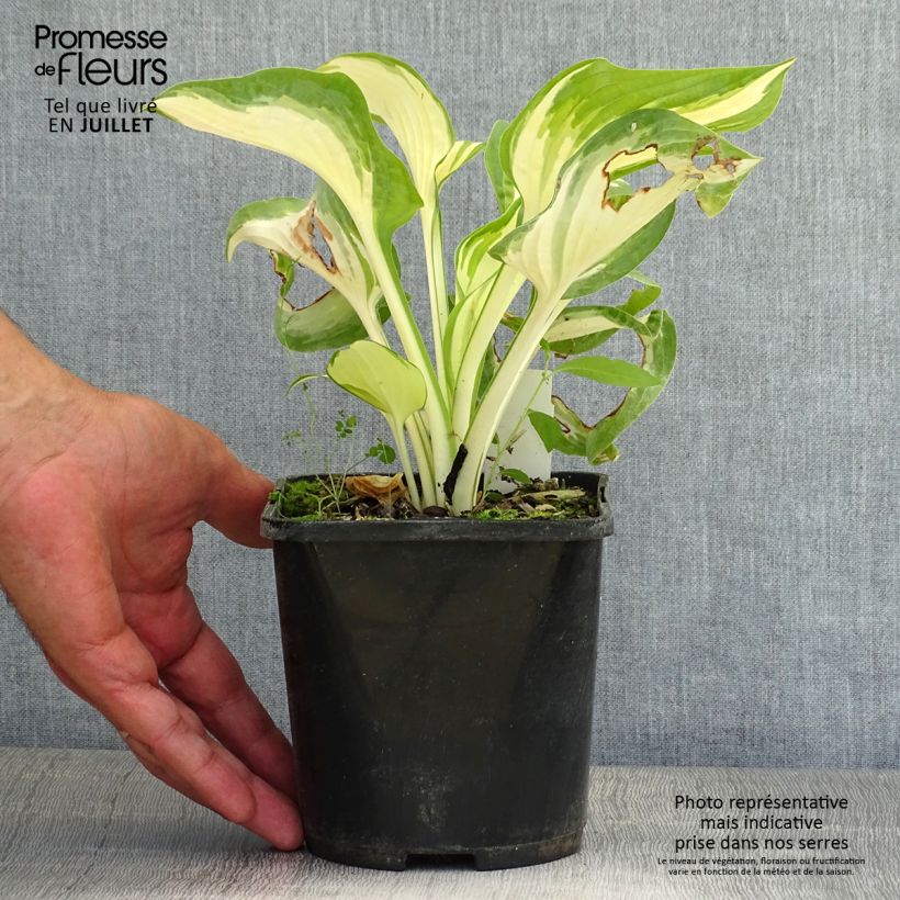 Esemplare di Hosta Hans Vaso da 1,5L/2L consegnato in estate