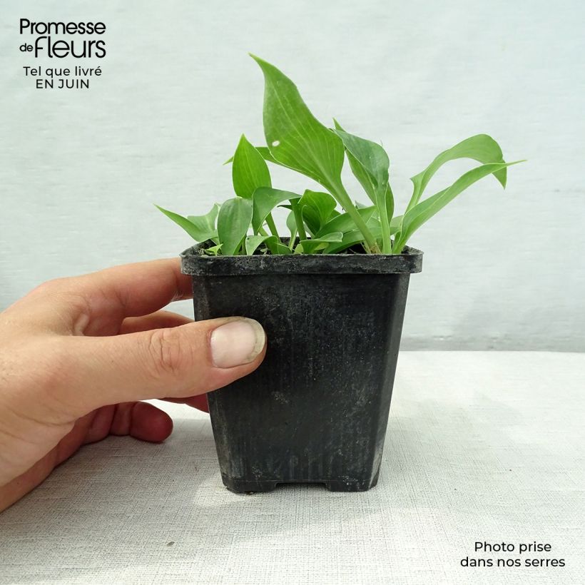 Esemplare di Hosta Harry Van Trier Vasetto da 8/9 cm consegnato in estate