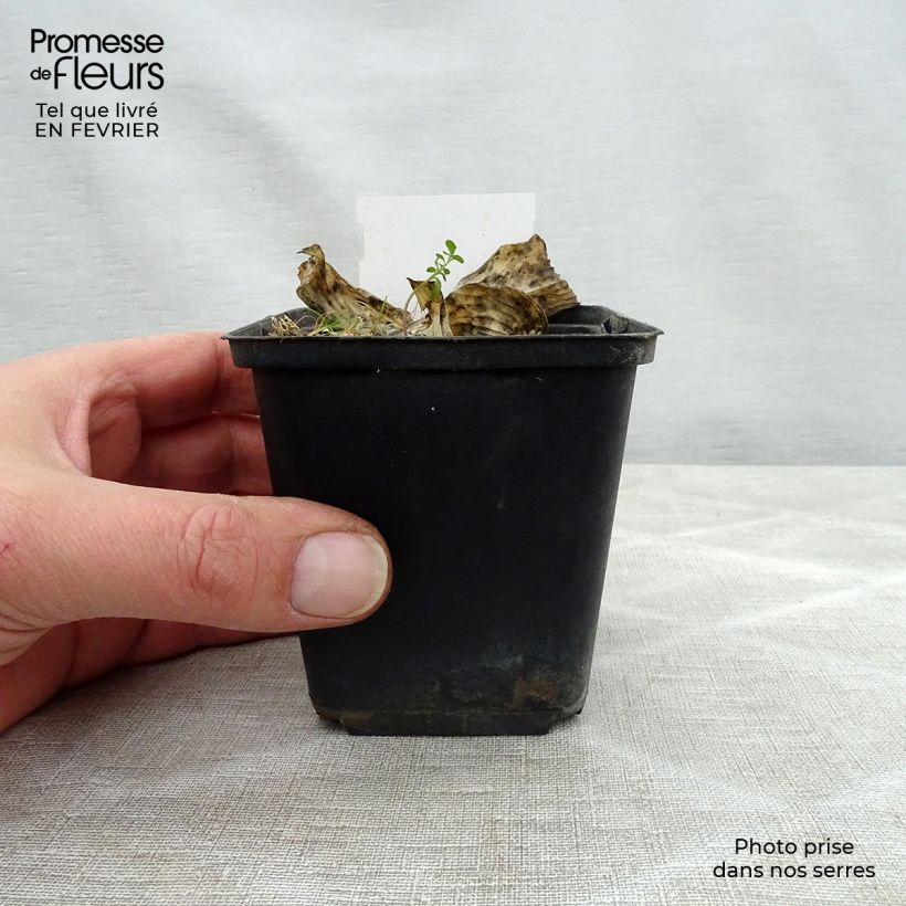 Hosta Herifu Vasetto da 8/9 cm esemplare consegnato in inverno