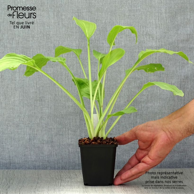 Esemplare di Hosta Honeybells Vasetto da 8/9 cm consegnato in estate
