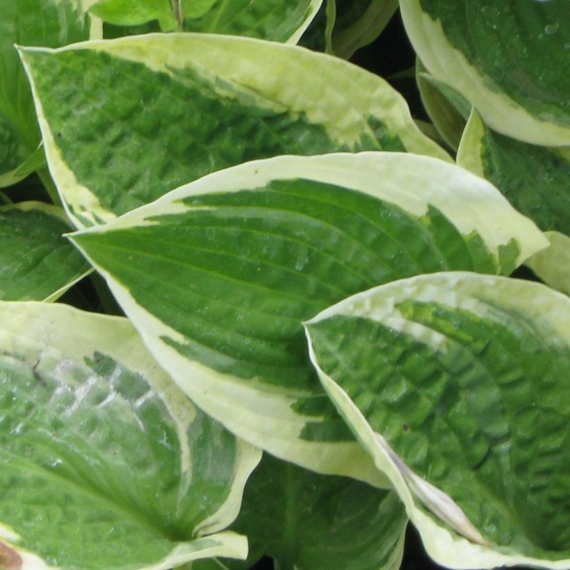 Hosta Honeysong (Fogliame)