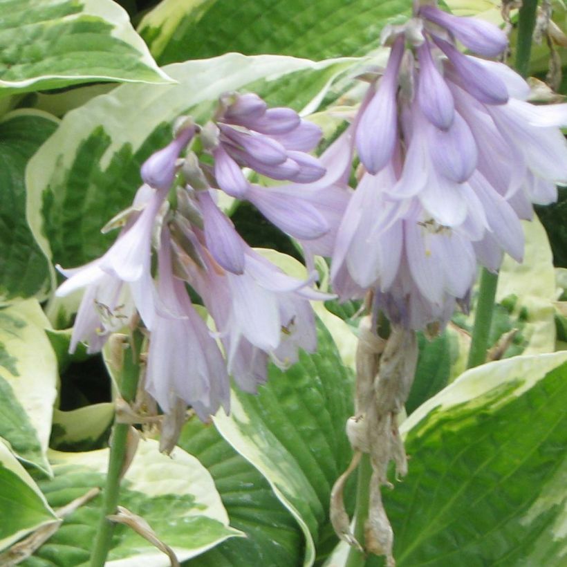 Hosta Honeysong (Fioritura)