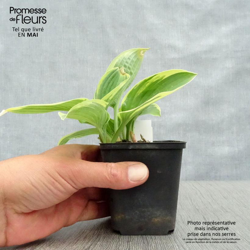 Hosta Honeysong Vaso da 2L/3L esemplare consegnato in primavera