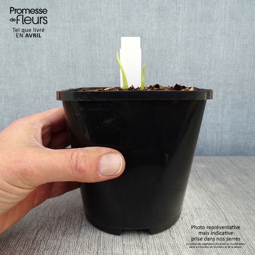 Hosta Hyuga Urajiro Vaso da 1,5L/2L esemplare consegnato in primavera