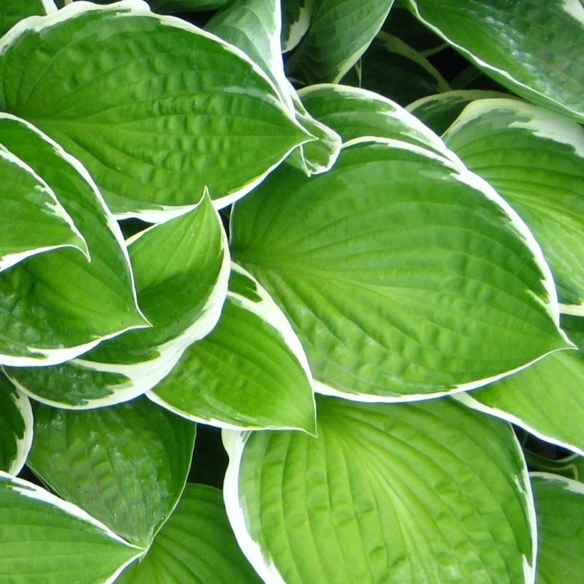 Hosta Julia (Fogliame)