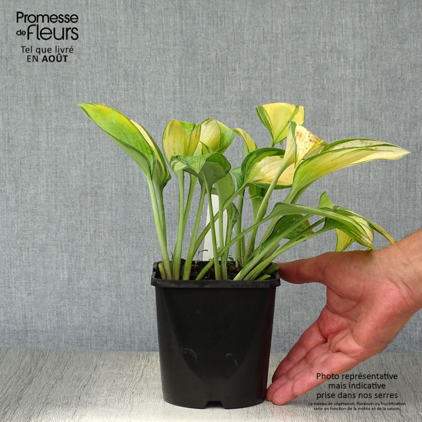 Esemplare di Hosta tardiana June Vaso da 1,5L/2L consegnato in estate