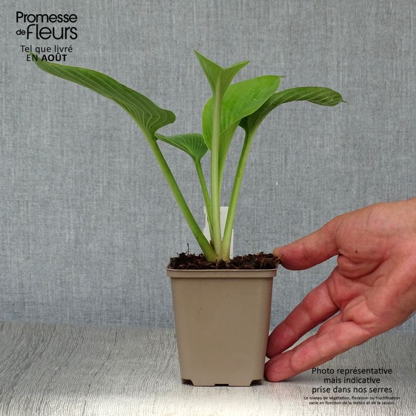 Esemplare di Hosta Jurassic Park Vasetto da 8/9 cm consegnato in estate