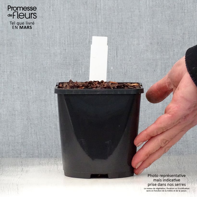 Hosta Jurassic Park Vaso da 1,5L/2L esemplare consegnato in primavera