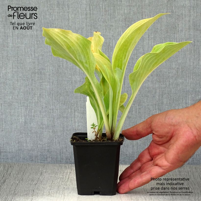 Esemplare di Hosta Krossa Regal Vasetto da 8/9 cm consegnato in estate