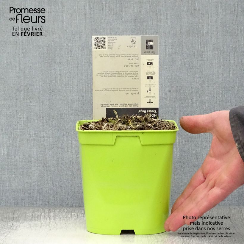 Hosta Krossa Regal Vaso da 2L/3L esemplare consegnato in inverno