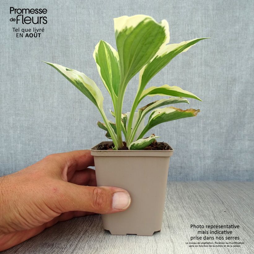 Esemplare di Hosta Minuteman Vasetto da 8/9 cm consegnato in estate