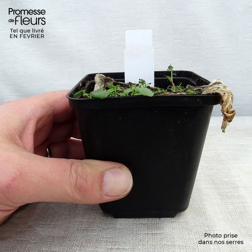 Hosta Morning Light Vasetto da 8/9 cm esemplare consegnato in inverno