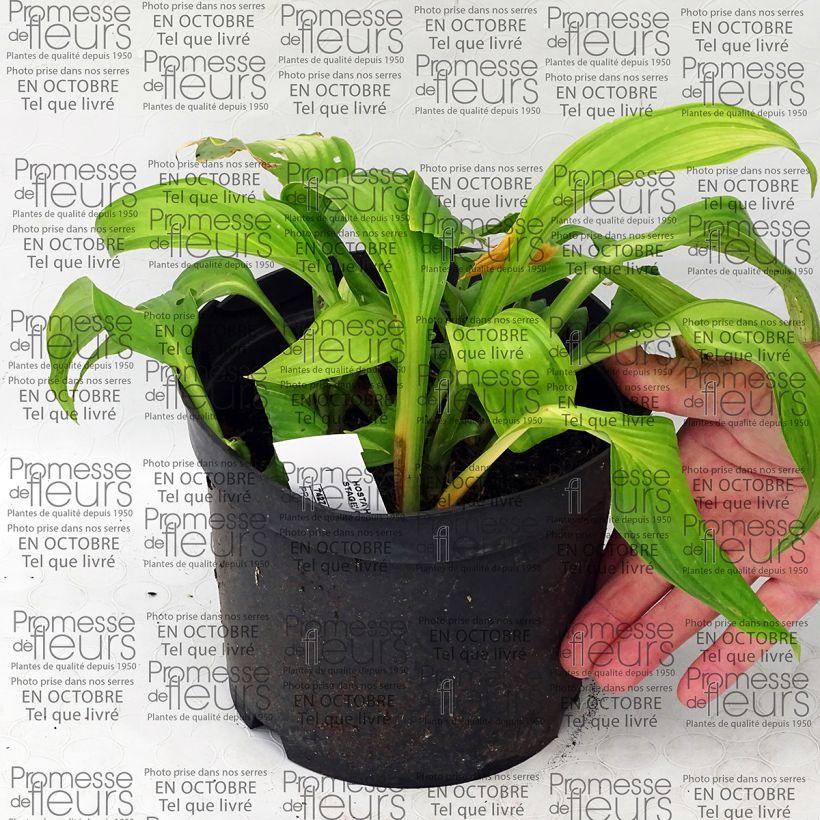 Esempio di esemplare Hosta On Stage Vaso da 2L/3L come consegnato