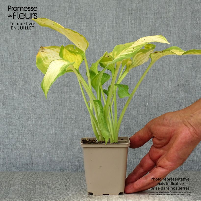 Esemplare di Hosta Paul's Glory Vasetto da 8/9 cm consegnato in estate