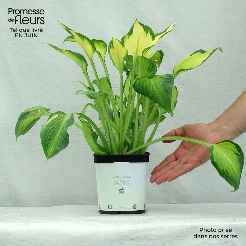 Esemplare di Hosta Paul's Glory Vaso da 2L/3L consegnato in estate