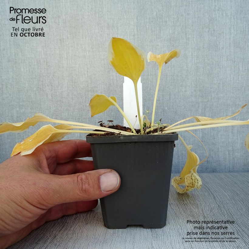 Esemplare di Hosta Pilgrim Vasetto da 8/9 cm come consegnato in autunno