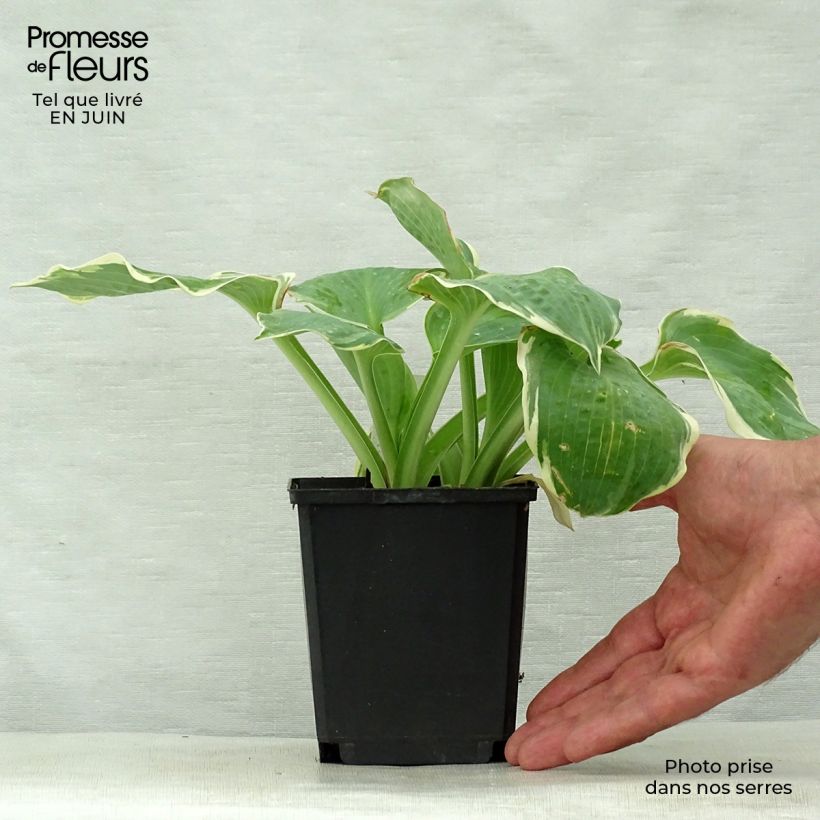 Esemplare di Hosta Pizzazz Vasetto da 8/9 cm consegnato in estate