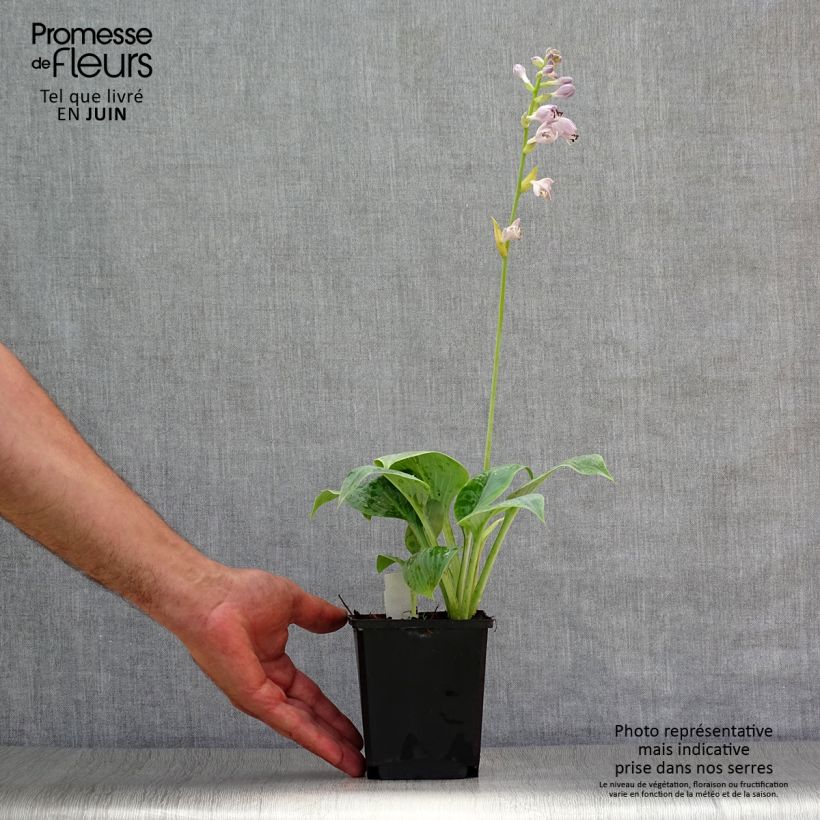 Esemplare di Hosta Prairie Sky Vasetto da 8/9 cm consegnato in estate
