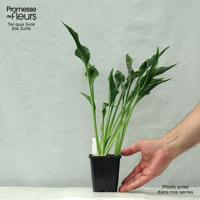 Esemplare di Hosta Praying Hands Vasetto da 8/9 cm consegnato in estate