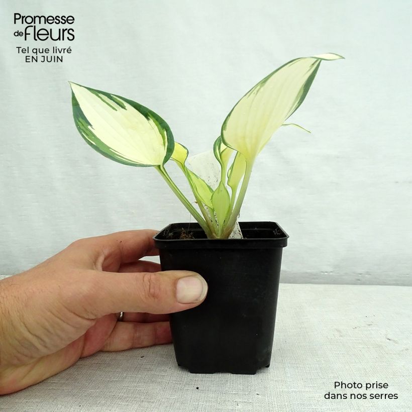 Esemplare di Hosta Remember Me Vasetto da 8/9 cm consegnato in estate