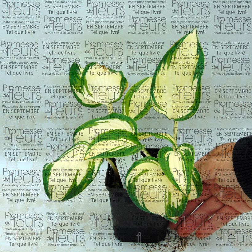 Esempio di esemplare Hosta Reversed Vasetto da 8/9 cm come consegnato