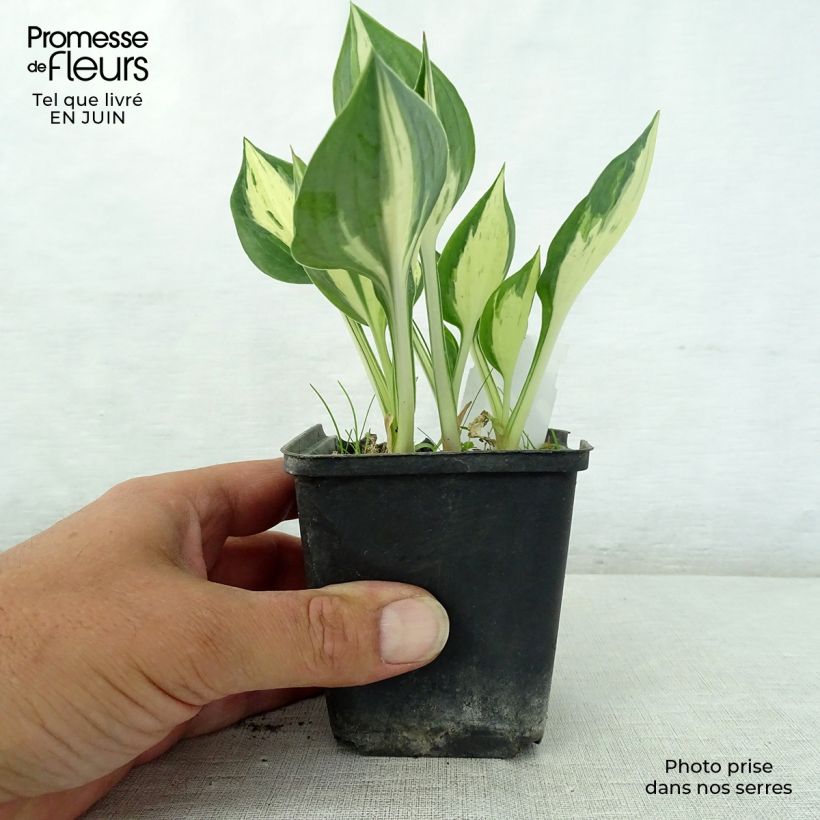 Esemplare di Hosta Revolution Vasetto da 8/9 cm consegnato in estate