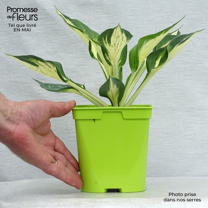 Hosta Revolution Vaso da 2L/3L esemplare consegnato in primavera