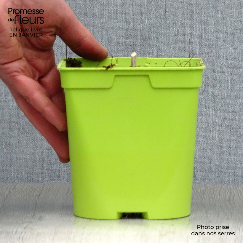 Hosta Revolution Vaso da 2L/3L esemplare consegnato in inverno