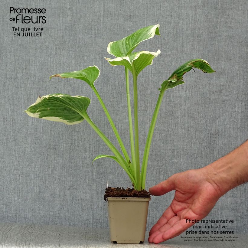 Esemplare di Hosta Robert Frost Vasetto da 8/9 cm consegnato in estate
