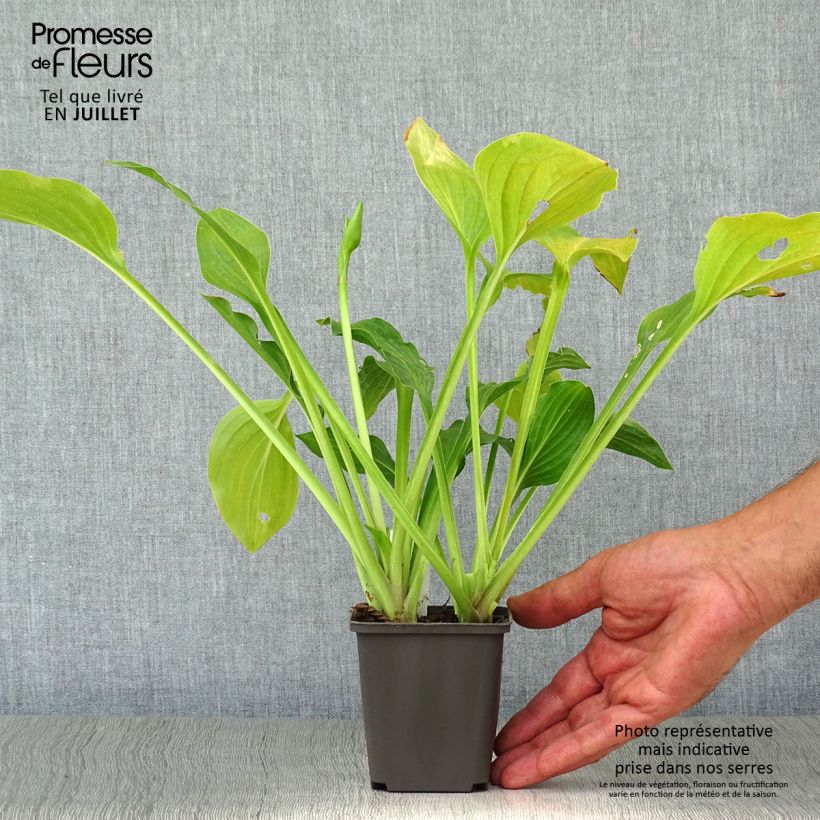 Esemplare di Hosta Royal Standard Vasetto da 8/9 cm consegnato in estate