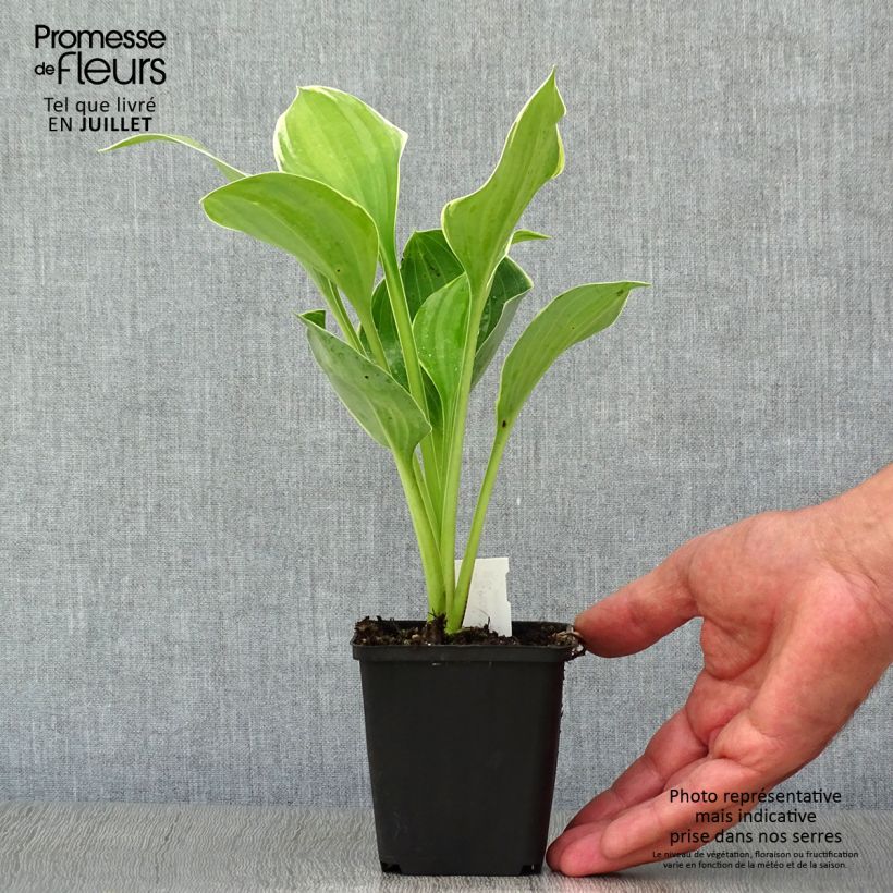 Esemplare di Hosta fluctuans Sagae Vasetto da 8/9 cm consegnato in estate