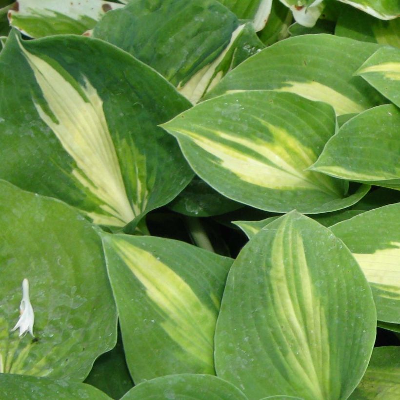 Hosta Saint Paul (Fogliame)