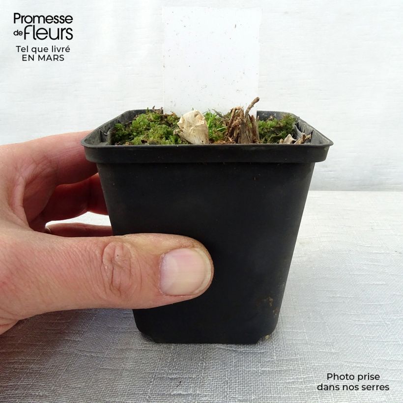 Hosta Saint Paul Vasetto da 8/9 cm esemplare consegnato in primavera