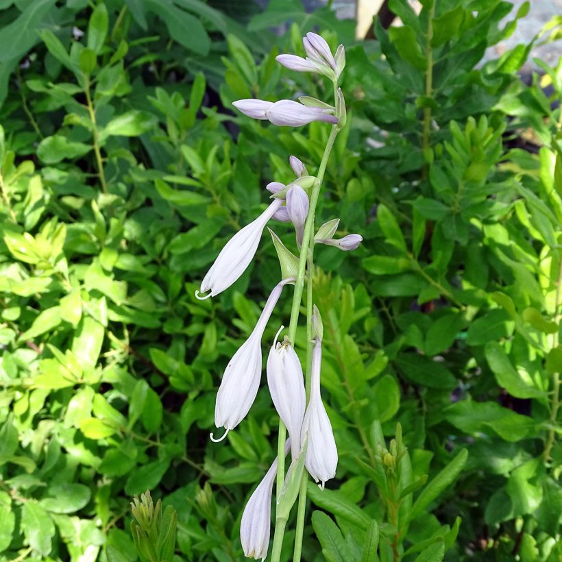 Hosta Silver Crown (Fioritura)