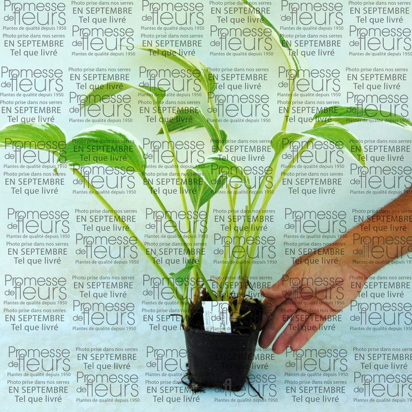 Esempio di esemplare Hosta Silver Crown Vasetto da 8/9 cm come consegnato