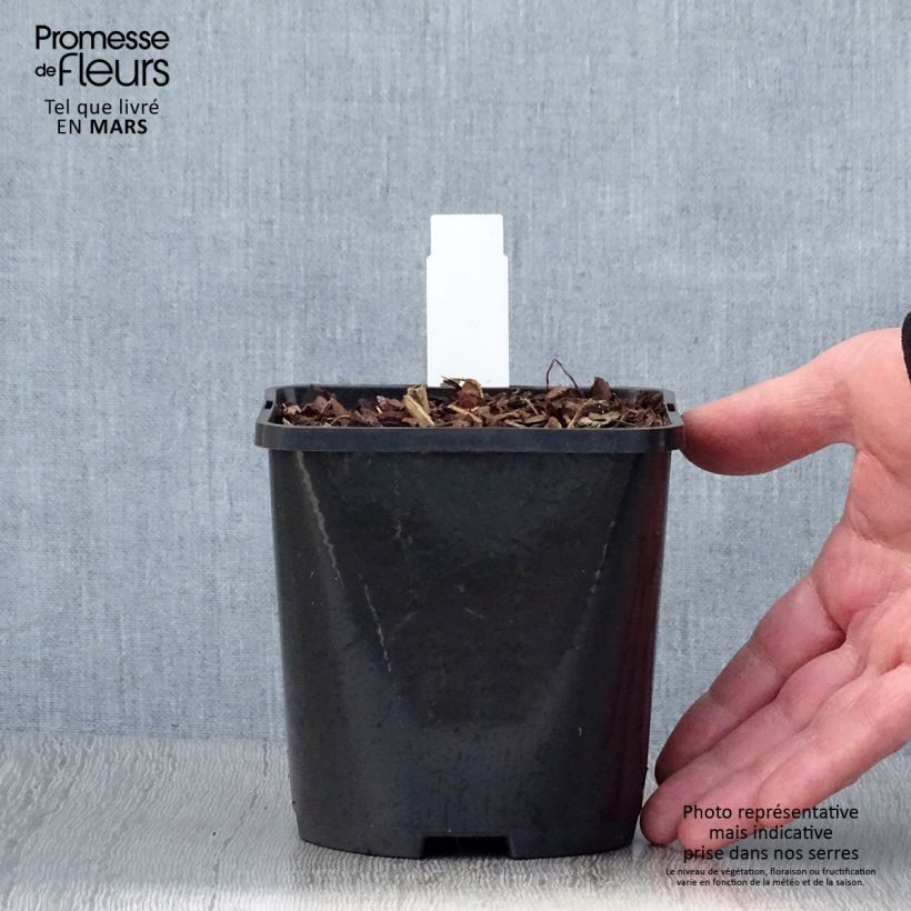 Hosta Snake Eyes Vaso da 1,5L/2L esemplare consegnato in primavera