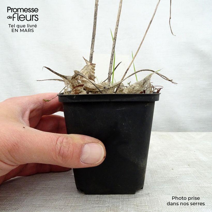 Hosta Special Gift Vasetto da 8/9 cm esemplare consegnato in primavera