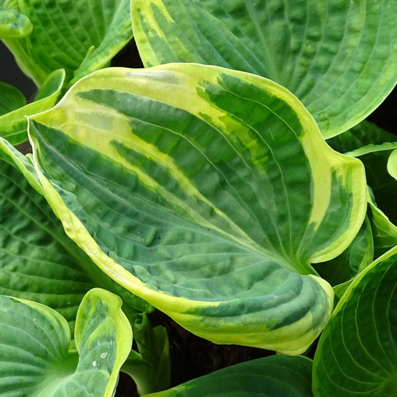 Hosta Sugar Daddy (Fogliame)