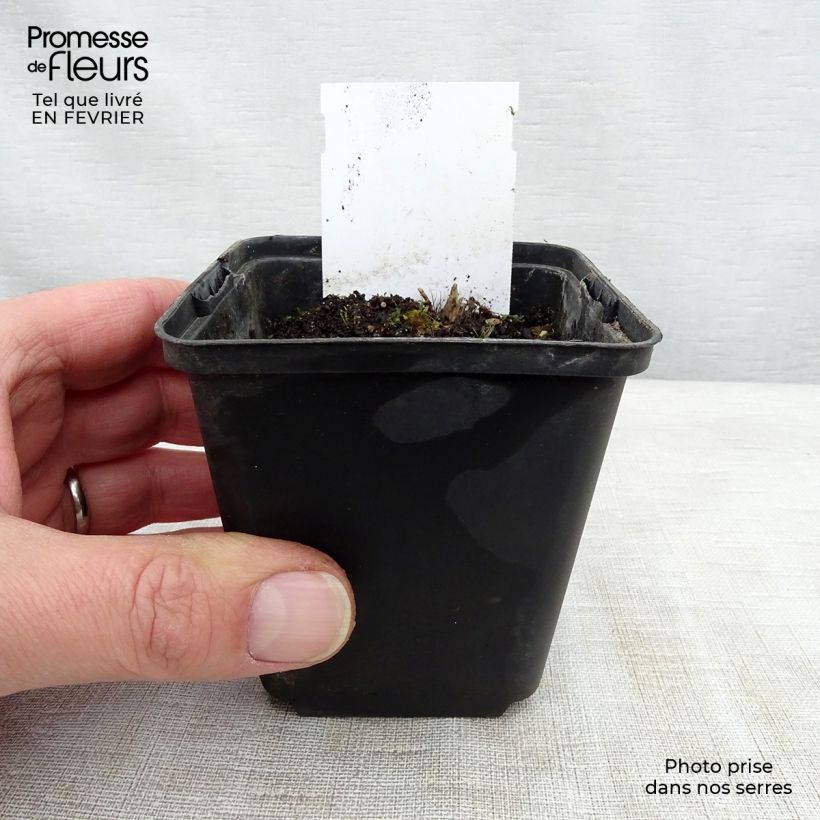 Hosta Sugar Daddy Vasetto da 8/9 cm esemplare consegnato in inverno