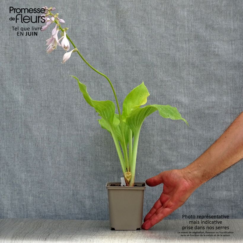 Esemplare di Hosta Sum and Substance Vasetto da 8/9 cm consegnato in estate